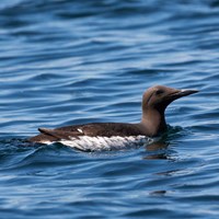 Uria aalge su guida naturalistica di RikenMon