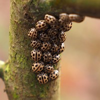 Tytthaspis sedecimpunctata на Nature-Guide RikenMon в