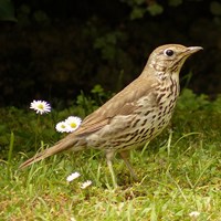 Turdus philomelos Sur le Nature-Guide de RikenMon