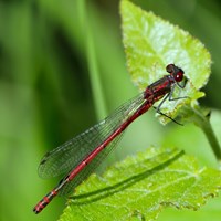 Pyrrhosoma nymphula Sur le Nature-Guide de RikenMon