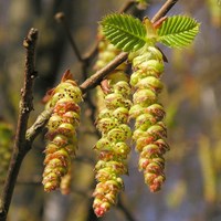 Carpinus betulus 在RikenMon的自然指南