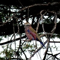 Coracias naevius op RikenMon's Natuurgids