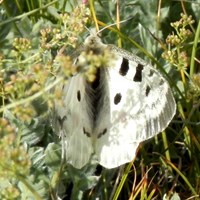 Parnassius apollo на Nature-Guide RikenMon в