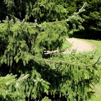 Picea omorika Sur le Nature-Guide de RikenMon