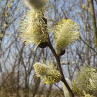 Salix caprea En la Guía-Naturaleza de RikenMon