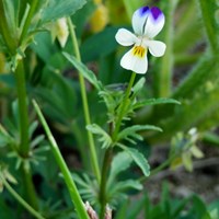 Viola arvensis 在RikenMon的自然指南