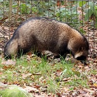 Nyctereutes procyonoides su guida naturalistica di RikenMon