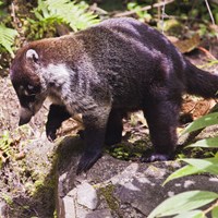 Nasua narica En la Guía-Naturaleza de RikenMon