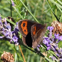 Erebia aethiops Sur le Nature-Guide de RikenMon