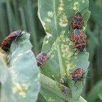 Eurydema ventralis на Nature-Guide RikenMon в