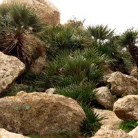 Chamaerops humilis En la Guía-Naturaleza de RikenMon