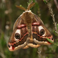 Saturnia pavonia on RikenMon's Nature-Guide