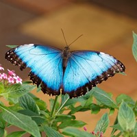 Morpho peleides на Nature-Guide RikenMon в