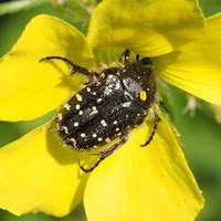 Oxythyrea funesta on RikenMon's Nature-Guide