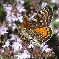 Melitaea didyma En la Guía-Naturaleza de RikenMon