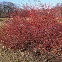 Cornus sanguinea 在RikenMon的自然指南