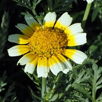 Glebionis coronaria su guida naturalistica di RikenMon