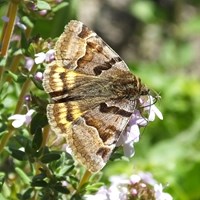 Euclidia glyphica on RikenMon's Nature-Guide