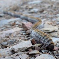 Thaumetopoea pityocampa En la Guía-Naturaleza de RikenMon