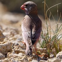 Bucanetes githagineus op RikenMon's Natuurgids