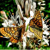 Euphydryas aurinia Em Nature-Guide de RikenMon