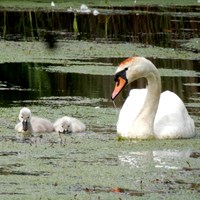 Cygnus olor Em Nature-Guide de RikenMon