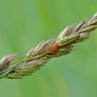 Tetragnatha extensa En la Guía-Naturaleza de RikenMon