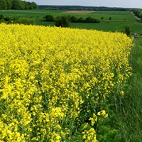 Brassica napus  Sur le Nature-Guide de RikenMon