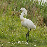 Platalea leucorodia op RikenMon's Natuurgids