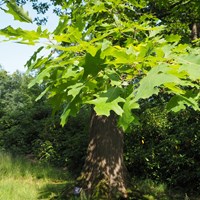 Quercus rubra on RikenMon's Nature-Guide