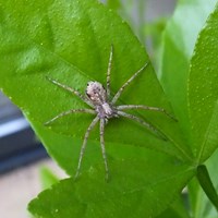 Philodromus cespitum