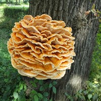 Laetiporus sulphureus  su guida naturalistica di RikenMon