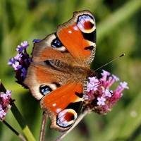 Inachis io En la Guía-Naturaleza de RikenMon