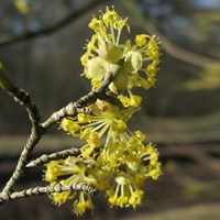 Cornus mas su guida naturalistica di RikenMon