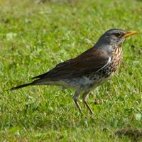 Turdus pilaris Em Nature-Guide de RikenMon