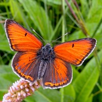 Lycaena hippothoe En la Guía-Naturaleza de RikenMon