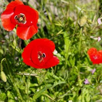 Papaver rhoeas Em Nature-Guide de RikenMon