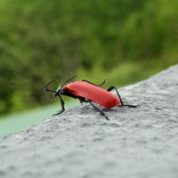 Pyrochroa coccinea Sur le Nature-Guide de RikenMon