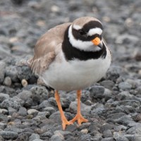 Charadrius hiaticula 在RikenMon的自然指南