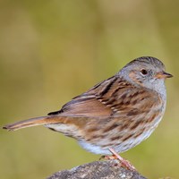 Prunella modularis op RikenMon's Natuurgids