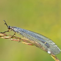 Myrmeleon formicarius Sur le Nature-Guide de RikenMon