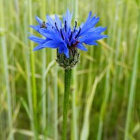 Centaurea cyanus