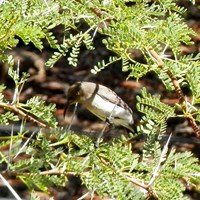 Cinnyris fuscus su guida naturalistica di RikenMon