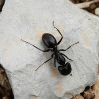 Lasius fuliginosus Em Nature-Guide de RikenMon