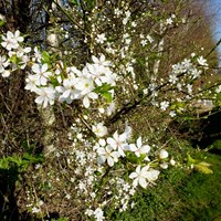Prunus spinosa En la Guía-Naturaleza de RikenMon