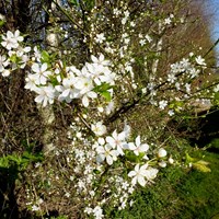 Prunus spinosa op RikenMon's Natuurgids