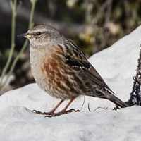 Prunella collaris su guida naturalistica di RikenMon