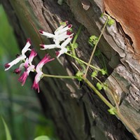 Fumaria capreolata op RikenMon's Natuurgids