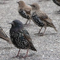 Sturnus vulgaris на Nature-Guide RikenMon в