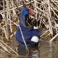 Porphyrio porphyrio on RikenMon's Nature-Guide